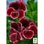 Саджанець Agro-Market Пеларгонія Королівська Novita Classic Plum (176670) 1 шт. в упаковці - мініатюра 3