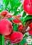 Саджанець Agro-Market Інжирний персик Сатурн (літній сорт, середній термін дозрівання) 1 шт. в упаковці (25783) - мініатюра 2