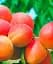 Саженец Agro-Market Абрикос Цунами (летний сорт, ранний срок созревания) 1 шт. в упаковке (39876) - миниатюра 1