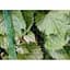 Сітка для захисту від птахів Bradas BIRD NET 7 г/м² 8x8 м AS-BN71919808  - мініатюра 2
