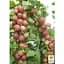 Саженец Agro-Market Крыжовник на штамбе Неслуховский (ранний срок созревания, крупноплодный) (43072) 1 шт. - миниатюра 2