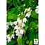 Саженец Agro-Market Дейция изящная Nikko (177160) 1 шт. в упаковке - миниатюра 3