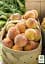 Саженец Agro-Market Персик Золотой Юбилей (летний сорт, среднеспелый срок созревания) 1 шт. в упаковке (15916) - миниатюра 2