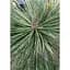 Саджанець Agro-Market Сосна Джеффрі Pinus Jeffreyi (горщик P9) 1 шт. в упаковці (176503) - мініатюра 2