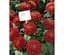 Саженец Agro-Market Хризантема Nagano Rouge (низкорослая крупноцветная) (112822) 1 шт. в упаковке - миниатюра 1