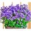 Цибулина Agro-Market Кампанула квітуча Isophylla Violet (178713) 1 шт. - мініатюра 4