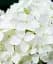 Гортензия Agro-Market Bright White крупнолистная белая 1 саженец в упаковке (44818) - миниатюра 2