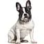 Нашийник для собак BronzeDog Barksi Classic Море шкіряний одинарний з золотим тисненням M 28-36х1.7 см фіолетовий - мініатюра 4