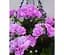 Саженец Agro-Market Пеларгония ампельная Light Lavender (контейнер №10 высота 10-20 см) (48365) 1 шт. в упаковке - миниатюра 1