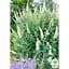 Саженец Agro-Market Буддлея Давида White Profusion (51753) (Корневище) 1 шт. в упаковке - миниатюра 2