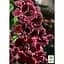 Саженец Agro-Market Пеларгония Королевская Aristo Black Beauty (116145) 1 шт. в упаковке - миниатюра 2