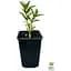 Саджанець Agro-Market Буддлея Давида Adonis Blue С3 висота 20-40 см (153831) 1 шт. в упаковці - мініатюра 4