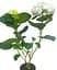 Гортензія Agro-Market Doppio Bianco Hydrangea macrophylla квітуча крупнолиста вазон С15 1 саджанець в упаковці - мініатюра 2