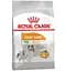Сухой корм для собак малых пород с тусклой и сухой шерстью Royal Canin Mini Coat Care, 3 кг (1220030) - миниатюра 1