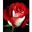 Саджанець Agro-Market Троянда чайно-гібридна Блаш (клас АА +) вищий сорт (44176) 1 шт. - мініатюра 1