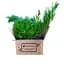 Саженец Agro-Market Можжевельник китайский Kuriwao Gold (контейнер Р9, высота 10-15 см) (39021) 1 шт. в упаковке - миниатюра 3