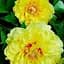 Пион ИТО "Yellow Heaven" 1 шт (38273) (Корневище) - миниатюра 1