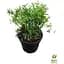 Саженец Agro-Market Спирея японская 2-х летняя Shirobana вазон С2 высота 20-40 см (176824) 1 шт. в упаковке - миниатюра 2