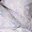 Простирадло на гумці MirSon Poplin Line Kids 07 Rabbits 80х190 см кремове (2200009718168) - мініатюра 3