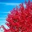 Саджанець Agro-Market Ліквідамбра смолоносна (Liquidambar styraciflua) контейнер P9 (50809) - мініатюра 1