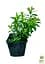 Саженец Agro-Market Спирея Японская 2-х летняя Albiflora вазон С2, высота 20-40см (176825) - миниатюра 2