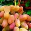 Саджанець Agro-Market Виноград Віктор (ранній термін дозрівання, грона дуже великі, масою 500-1000г) 1 шт. в пакуванні (17697) - мініатюра 1