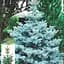 Ель колючая Agro-Market голубая Супер Блю Picea pungens Super Blue С10 высота 80-100 см 71694 1 саженец в упаковке - миниатюра 1