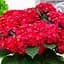 Саджанець Agro-Market Гортензія крупнолиста червоно-фіолетова Хот Ред (Hot Red) (45628) - мініатюра 1