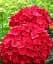 Гортензия Agro-Market Hot Red крупнолистная красно-фиолетовая 1 саженец в упаковке (45628) - миниатюра 1