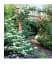 Grow Shade Garden. Essential Know-how and Expert Advice for Gardening Success - мініатюра 1