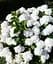 Гортензія Agro-Market Doppio Bianco Hydrangea macrophylla квітуча крупнолиста вазон С15 1 саджанець в упаковці - мініатюра 1
