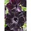 Саженец Agro-Market Петуния Supertunia Nerolina (контейнер №10 высота 10-15 см) (49129) 1 шт. в упаковке - миниатюра 2