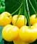 Саджанець Agro-Market Черешня золотиста Жасмин (Jasmine) (преміальний невибагливий сорт) 1 шт. в упаковці (48925) - мініатюра 1