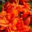 Саженец Agro-Market Азалия 2-х летняя Mandarin Lights С2 высота 25-50см (152174) - миниатюра 1