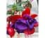 Саженец Agro-Market Фуксия ампельная Dollar Princess (контейнер №10 высота 10-15 см) (85391) 1 шт. в упаковке - миниатюра 1
