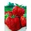 Саджанець Agro-Market Полуниця Хумі Гранде (Humi Grande) 5шт (середній термін дозрівання) (44695) - мініатюра 1