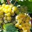 Саджанець Agro-Market Виноград Кристал (дуже ранній, винний) 1 шт. в пакуванні (101846) - мініатюра 1