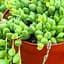 Саджанець Agro-Market Хрестовик Геррейна (60485) 1 шт. в упаковці - мініатюра 1