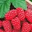 Саджанець Agro-Market Малина Благородна (середній термін дозрівання, високоврожайний та безшипий сорт) 2 шт. в пакуванні (177280) - мініатюра 1