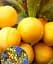 Саджанець Agro-Market Слива яскраво-лимонна Хюррем (Khyurrem) (преміальний сорт, плоди дуже великі) 1 шт. в упаковці (49953) - мініатюра 1