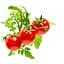Змінний картридж Click & Grow Smart Garden Міні-томати, 3 капсули (7304) - мініатюра 2