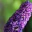 Саджанець Agro-Market Буддлея Давида Purple Emperor С1 (висота 20-40см) (153167) - мініатюра 1