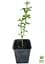 Саженец Agro-Market Жасмин желтый Humile (нежный аромат, высокая декоративность) (152485) - миниатюра 2