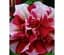 Саженец Agro-Market Петуния полуампельная Tumbelina Cherry Ripple (контейнер №10 высота 10-15 см) (52236) 1 шт. в упаковке - миниатюра 1