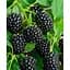 Саженец Agro-Market Ежевика Чачанская Бестрная (средне-ранний срок созревания, крупноплодный сорт) 1 саженец (177289) - миниатюра 1
