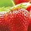 Саджанець Agro-Market Полуниця Лючія (Lycia) (ультраранній термін дозрівання) 5 шт. в пакуванні (122976) - мініатюра 1