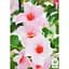 Саджанець Agro-Market Дипладенія (Mandevilla) Classic Cream Pink (квітуча ліана) (178528) 1 шт. - мініатюра 2
