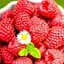 Саджанець Agro-Market Малина Маравілла 2 шт. в пакуванні (44768) - мініатюра 1