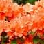 Саджанець Agro-Market Азалія Японська Гейша оранж (Geisha Orange) (62752) - мініатюра 1