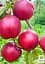 Саженец Agro-Market Нектарин Лола (лысый персик, новый, среднеранний срок созревания) 1 шт. в упаковке (178795) - миниатюра 2
